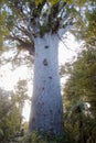 Big kauri tree hidden in the bushes, Royalty Free Stock Photo