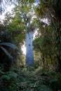 Big kauri tree hidden in the bushes Royalty Free Stock Photo