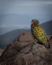 The big Kea parrot Royalty Free Stock Photo