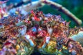 Big king Kamchatka crab. Close-up. Royalty Free Stock Photo