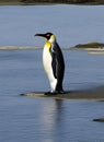 Big King penguin going to blue water