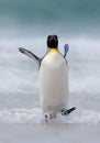 Big King penguin jumps out of the blue water while swimming through the ocean in Falkland Island