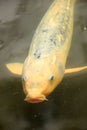 Big Koi Carp