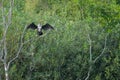 Big Kormoran sits with spread out wina big cormorant sits with spread wings in a tree gs in a tree