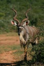 Big Kudu Bull