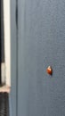 A big ladybird bug on a grey texture wall outside. Macro Royalty Free Stock Photo