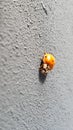 A big ladybird bug on a grey texture wall outside. Macro Royalty Free Stock Photo