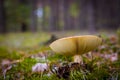 Big lamellar mushroom grows in moss forest Royalty Free Stock Photo