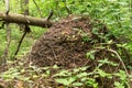 Big large ant hill. Anthill in forest in green grass and plants Royalty Free Stock Photo