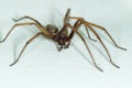 A big large male giant house spider on a white wall