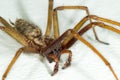 A big large male giant house spider on a white wall