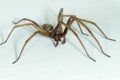 A big large male giant house spider on a white wall