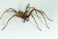 A big large male giant house spider on a white wall