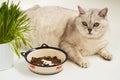 Big lazy overweight cat with bowl of dry food Royalty Free Stock Photo