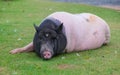 Big lazy pig lying on lawn Royalty Free Stock Photo