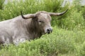 Big lazy wild Texas longhorn Royalty Free Stock Photo