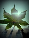 A big leaf in front of rising sun Royalty Free Stock Photo