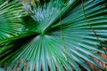 Big leaf of a green tropical palm tree. Greenhouse. Unusual plants. Background or texture. Royalty Free Stock Photo