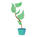Big leaf houseplant icon, cartoon style Royalty Free Stock Photo