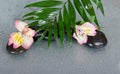 Big leaf of howea over stones and an alstroemeria