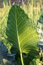 Big leaf, Large leaves green in forest, leaves close up Royalty Free Stock Photo