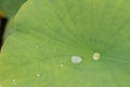 Big leaf and little water drop Royalty Free Stock Photo