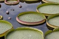 Big leaf lotus Royalty Free Stock Photo