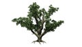 Big Leaf Maple Tree - isolated on white background Royalty Free Stock Photo