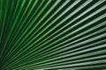 Big leaf of palm tree or coconut texture background. Royalty Free Stock Photo