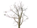 Big Leafless dead tree isolated on white background.