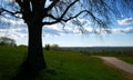 Big leafless tree on a grassy hill near pathway with a blue cloudy sky in the background Royalty Free Stock Photo