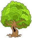 Big leafy tree