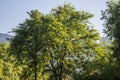 Big leafy tree.