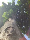 big leafy tree in the middle of town