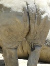 Big Leathery Rhinocereous Backside Royalty Free Stock Photo