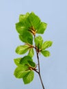 Big leaves on a branch on a warm summers day with copyspace. Seasonal growth encourages change and symbolises Royalty Free Stock Photo