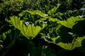 Big leaves of burdock against light Royalty Free Stock Photo