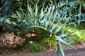 Big leaves of Cycad Encephalartos horridus - palm-like tropical and subtropical plant