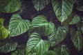 Big leaves dark toned background image