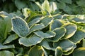 Big leaves Hosta 'Emily Dickinson' variegated variety botanical plant. Royalty Free Stock Photo