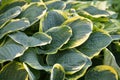 Big leaves Hosta 'Emily Dickinson' variegated variety botanical plant. Royalty Free Stock Photo