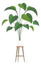 Big leaves house plant. Potted home decoration