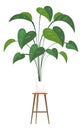 Big leaves house plant. Potted home decoration