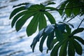 Big leaves of plant with lake in blurred background. Blue water and green plant leaves Royalty Free Stock Photo