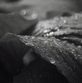 Big leaves after the rain. Closeup. Spring black-white background.