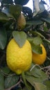 Big lemon