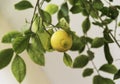 Big lemon on green branch close up