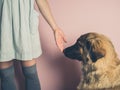 Big dog smelling hand of woman Royalty Free Stock Photo