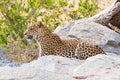 Big Leopard in attacking position Royalty Free Stock Photo