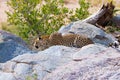 Big Leopard in attacking position Royalty Free Stock Photo